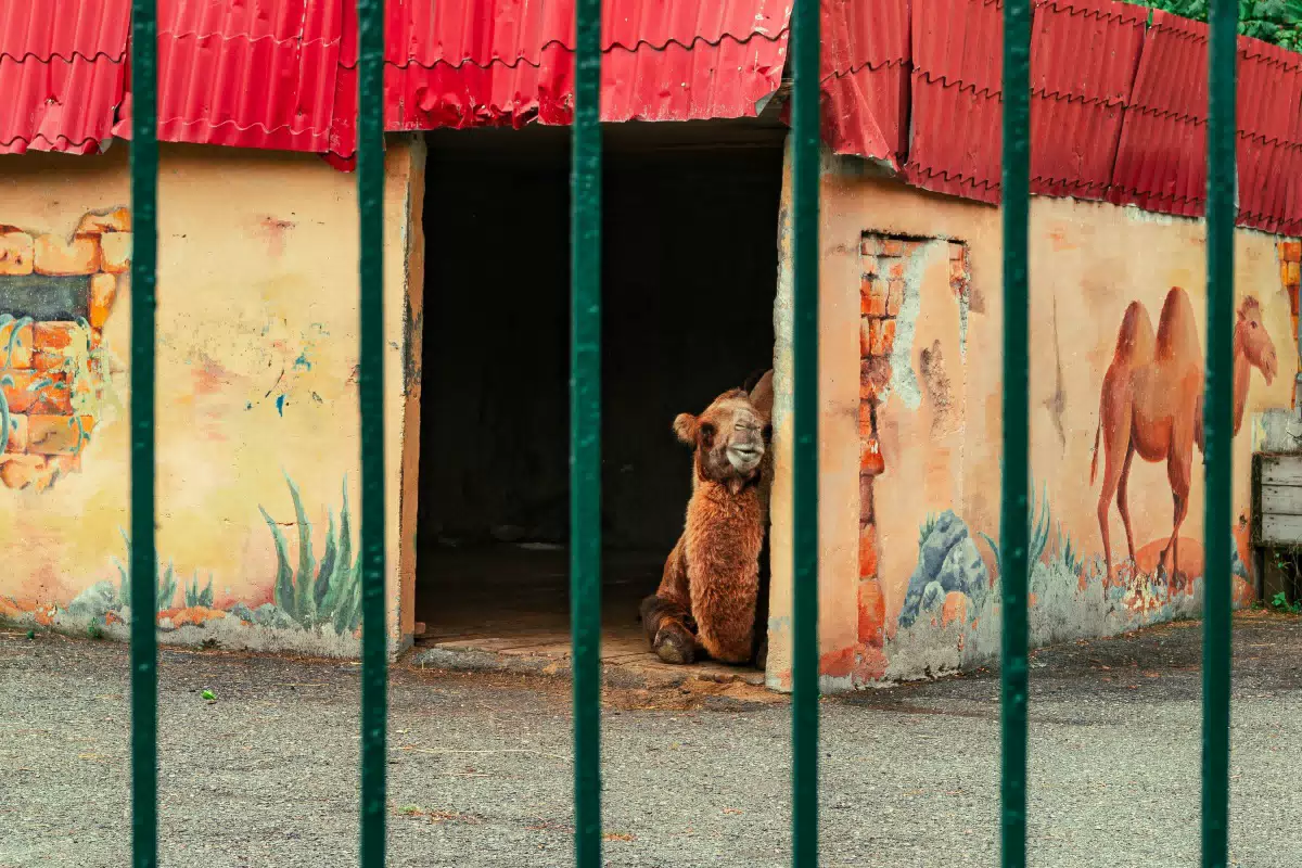 Фотография места «Владикавказский зоопарк», 4